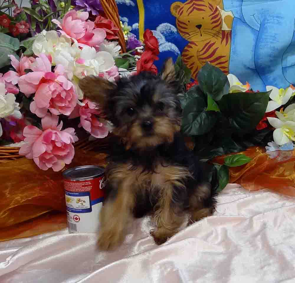 Best Yorkie Breeder, Best Yorkie Baby, Teacup Yorkie